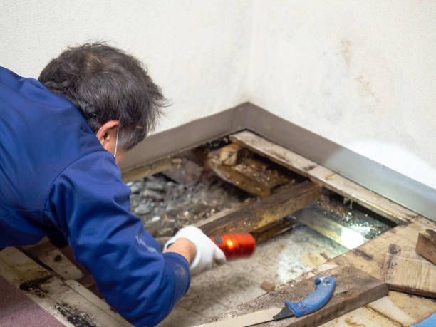 Best Mold Testing and Removal  in Placerville, CA