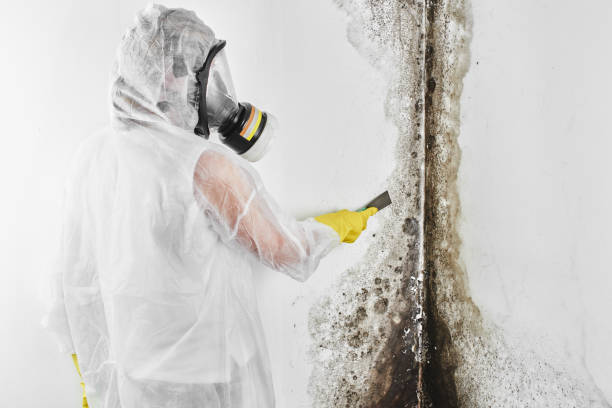 Best Attic Mold Removal  in Placerville, CA