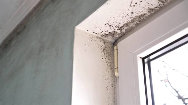 Crawl Space Mold Removal in Placerville, CA