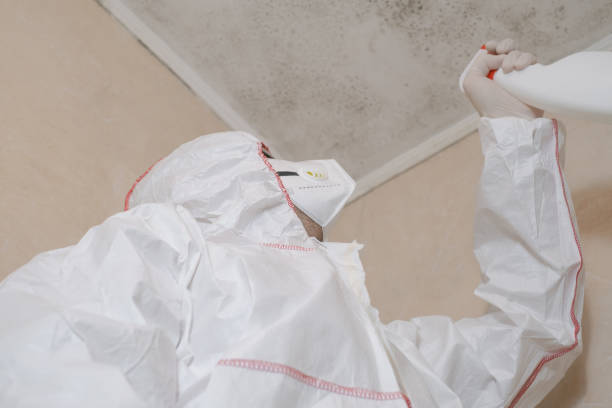 Attic Mold Removal in Placerville, CA