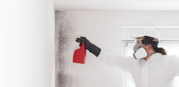 Best Emergency Mold Removal  in Placerville, CA