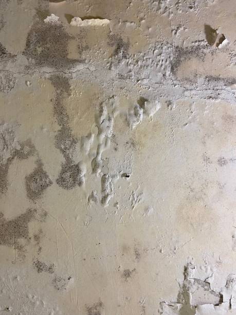 Best Mold Testing  in Placerville, CA