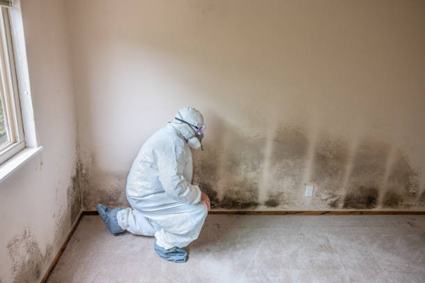 Best Attic Mold Removal  in Placerville, CA