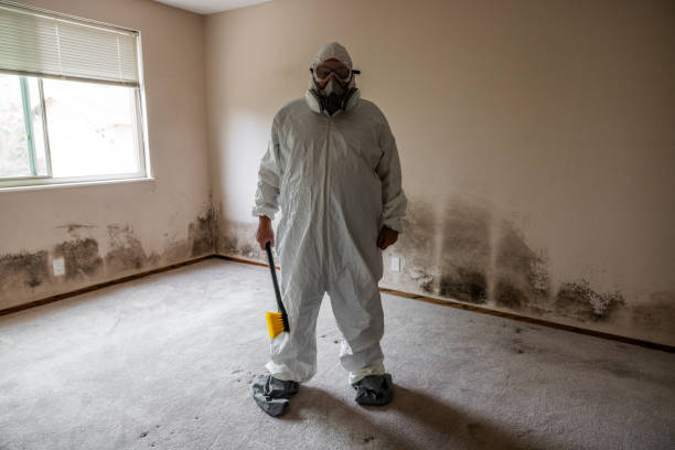 Best Toxic Mold Removal  in Placerville, CA