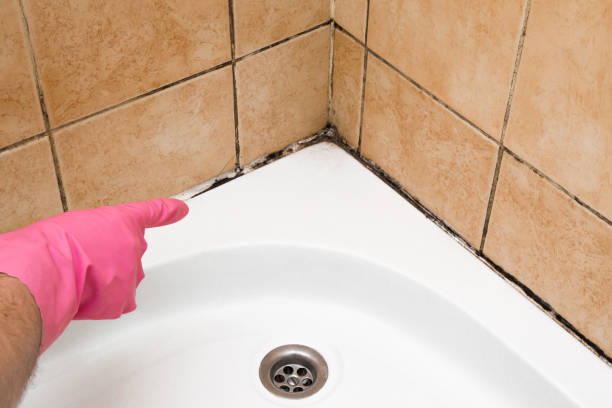 Best Commercial Mold Removal  in Placerville, CA