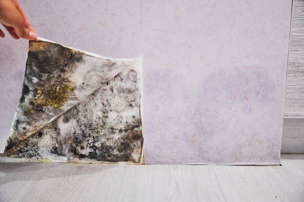 Best Mold Remediation Services  in Placerville, CA